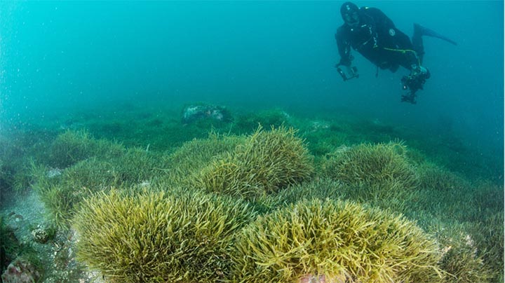exotic caulerpa seaweed NIWA image