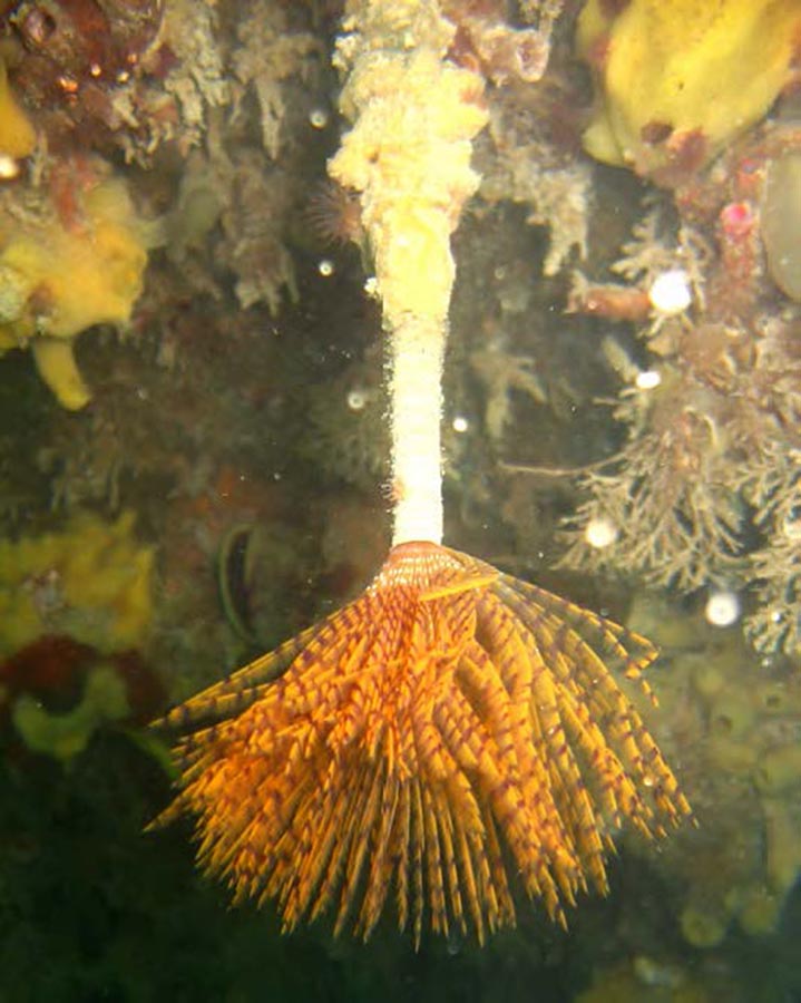 mediterranean fanworm sabella spallanzanii tos marine biosecurity